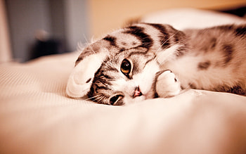Animals, Cats HD wallpaper