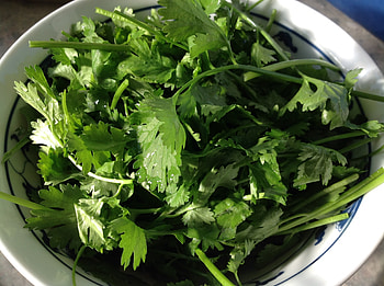 Parsley herb, Green and fresh, Royalty- , Peakpx HD wallpaper