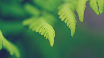 Green Leaves, leaves, nature, green HD wallpaper