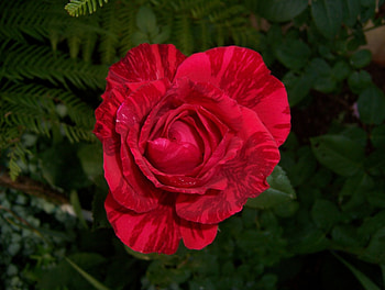 Striped Red Rose, Striped, roses, red stripes, unusual roses HD wallpaper