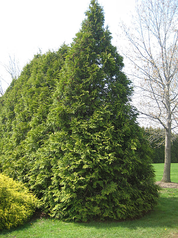 Elegantissima plant, Landscaper's choice, Sylvan Gardens, Contractual expertise HD phone wallpaper