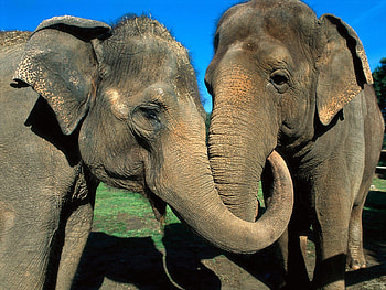 Animals, Elephants, Couple, Pair, Care, Trunk HD wallpaper
