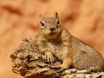 Animals, Lies, Animal, Chipmunk HD wallpaper