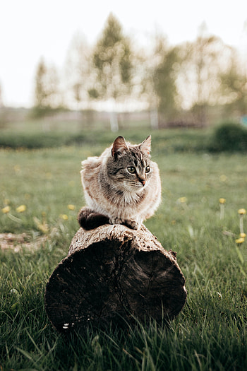 Animals, Grass, Cat, Pet, Animal, Log HD phone wallpaper