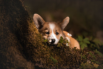 Welsh Corgi, Dog, Corgi, Welsh, Animal HD wallpaper