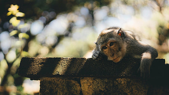 Cute monkey , Samantha Sellers' collection, Adorable charm, Playful poses HD wallpaper