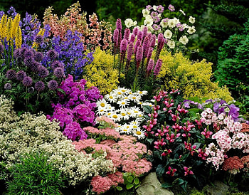 Spring And Summer Flowers, Flowers, Nature, Summer, Spring HD wallpaper