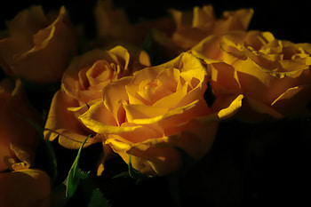 Yellow bouquet, Yellow, Roses, Bouquet, Light HD wallpaper