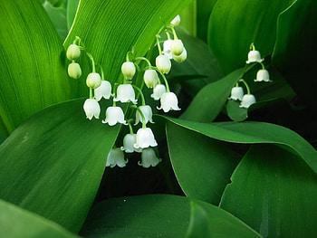 Flowers, Lily Of The Valley HD wallpaper