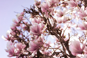Magnolia Tree, background, Magnificent blooms, Captivating HD wallpaper