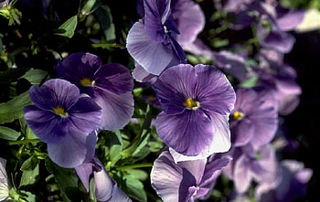 Purple Pansies 1, pansies, graphy, flower, love, floral, romance, , beauty HD wallpaper