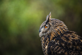 eurasian eagle-owl, Animal, owl HD wallpaper