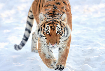 Tiger, walk, predator, wildlife HD wallpaper