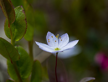 Anemone, flower, bloom, portrait HD wallpaper