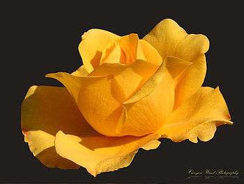 Yellow Rose, closeup, background, rose, art , still life, black, yellow, nice HD wallpaper