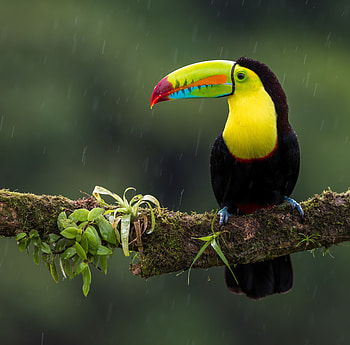 Toucan, Animals, Bird, Multicolored, Motley, Branch, Exotic HD wallpaper
