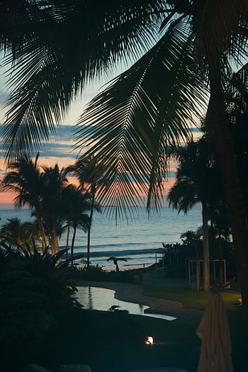 Explore a serene tropical beach at sunset with palm trees framing the ocean view. HD phone wallpaper