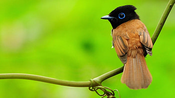 Black Head Bird, animal, brown, fly, bird HD wallpaper