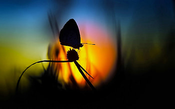 Flower, Dark, Shine, Light, Silhouette, Shadow, Butterfly HD wallpaper