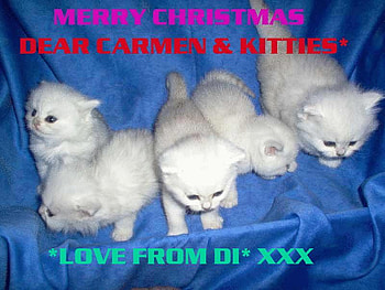 FOR DEAR CARMEN, cute, kitties, family, love HD wallpaper