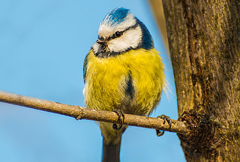 Blue tit , 10 HD wallpaper