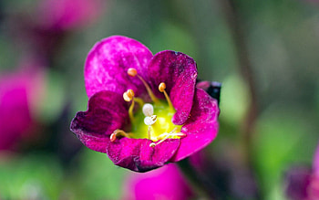 Flower, Plant, Macro, Petals HD wallpaper