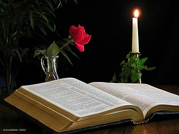 THE WORD IS THE LIGHT, rose, bible, word, religion HD wallpaper