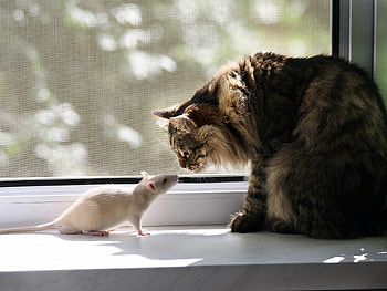 Hi, Tom! How are you, today?, animal, white, window, cat, meet, pisica, mouse, funny, kiss, rodent HD wallpaper