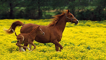 Horse, Animals, Grass, Flight, Family, Bounce, Jump, Run, Running, Stallion HD wallpaper