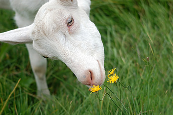 Animals, Grass, Muzzle, To Sniff, Smell, Goat HD wallpaper