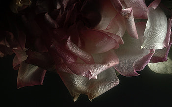 Plants, Background, Roses HD wallpaper