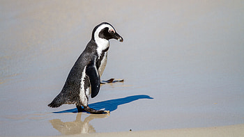 Black, White, Penguin, Beach, Sand, Shadow, Beak, Stand Penguin HD wallpaper
