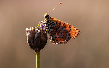 Flower, Macro, Stains, Spots, Butterfly, Wings HD wallpaper
