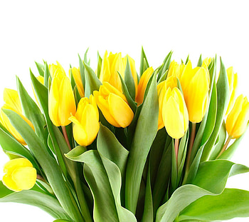 Plants, Flowers, Tulips HD wallpaper