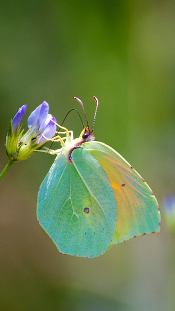Green Butterfly, Wonderful Aesthetic HD phone wallpaper
