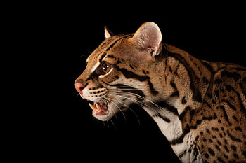 Roar, Ocelots HD wallpaper