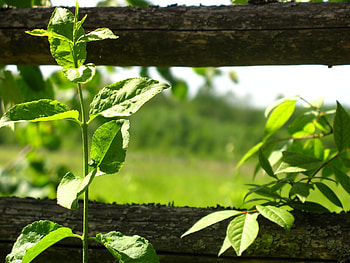 Nature, Plant, Greens, Fence HD wallpaper