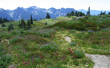 Nature, Flowers, Mountains, Multicolored, Vegetation, Alps, Meadow HD wallpaper