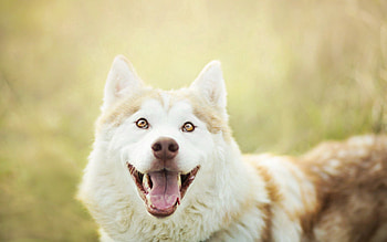 Animals, Dog, Muzzle, Eyes, Sight, Opinion, Language, Tongue HD wallpaper