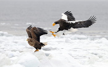 Animals, Snow, Hunt, Hunting, Predatory Bird, Bird Of Prey HD wallpaper
