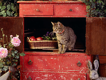 Animals, Cat, Box, Climb HD wallpaper