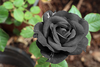 Flowers, Flower, Bud, Black Rose HD wallpaper