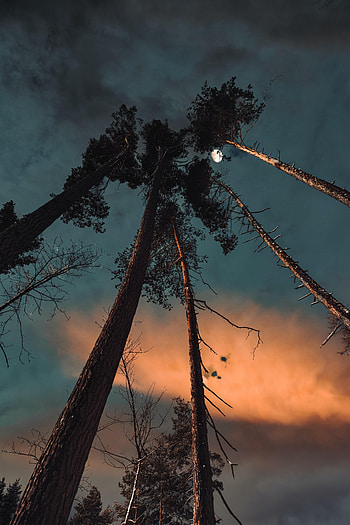 Nature, Pine, Night, Moon, Bottom View HD phone wallpaper