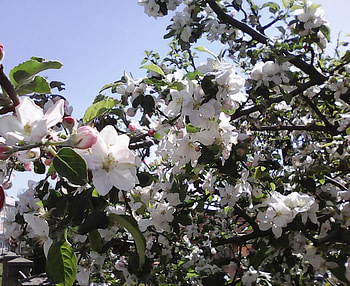 Appleblossom, trees, apple, sun, bloom, spring HD wallpaper