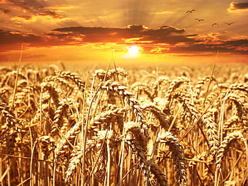A stunning wheat field basking under a vibrant sunrise, showcasing agriculture's beauty. HD wallpaper