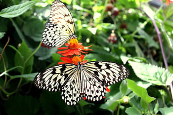 Black and White-Butterflies, butterflies, beautiful, , black and white HD wallpaper