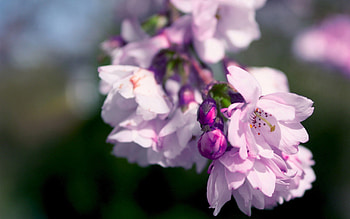 Flowers, Lilac, Pink, Macro, Petals, Branch HD wallpaper