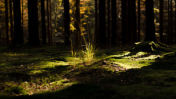 Grass Greenery Land Trees Bark Sunlight Forest Background Nature HD wallpaper