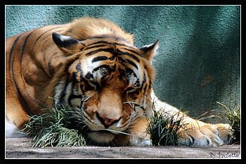 tiger HD wallpaper