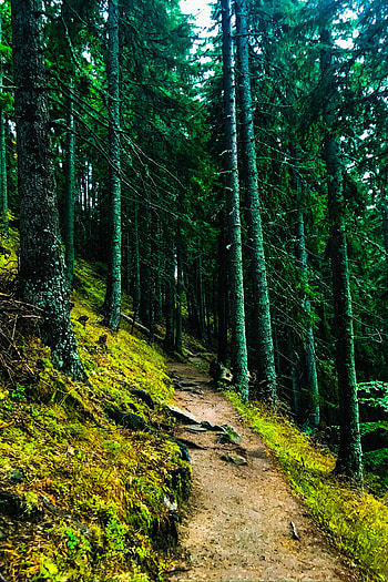 rhodope, green, lovenature, nature, biome, bulgaria HD phone wallpaper